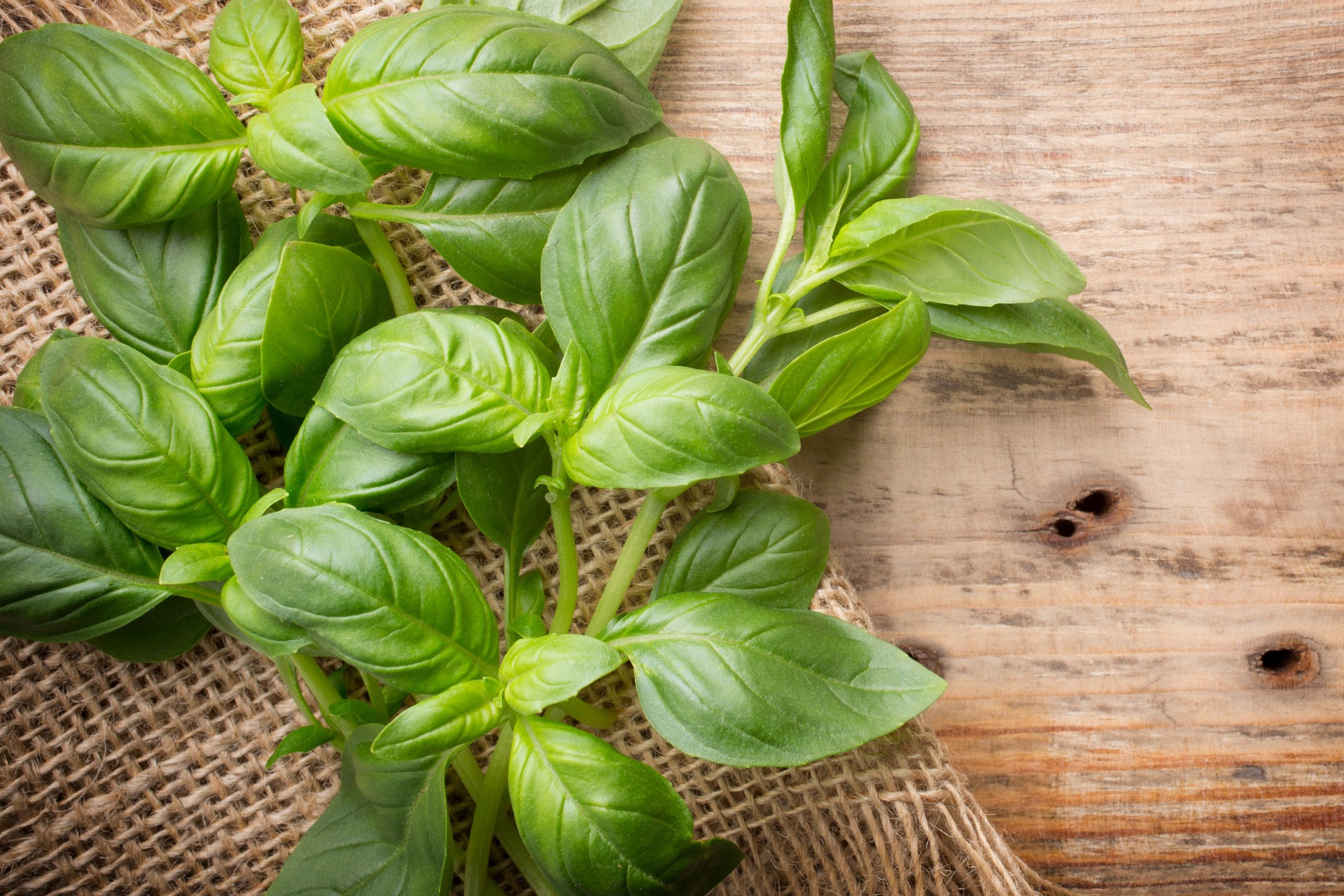 Basil Herbs