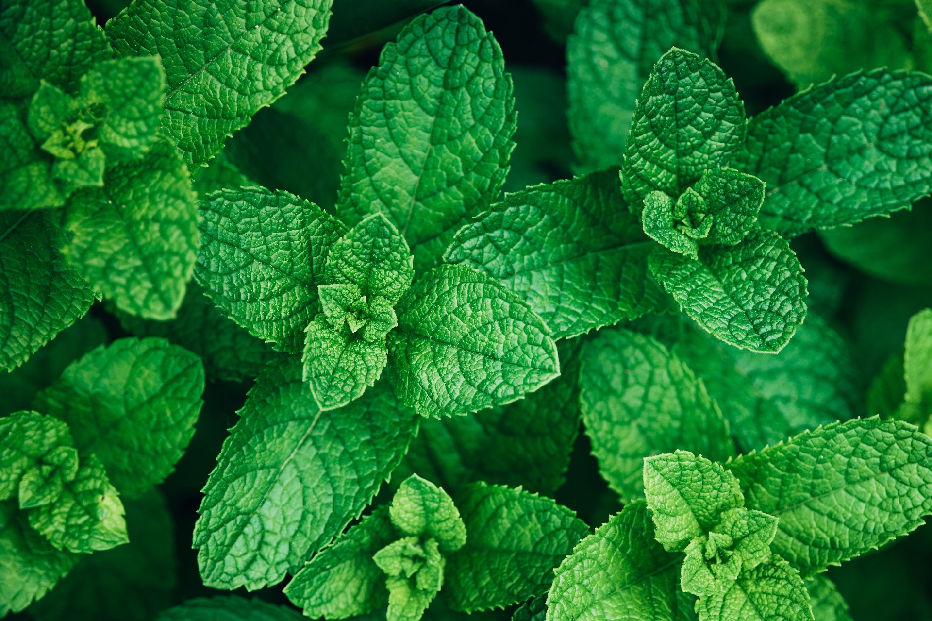 Mint Plant