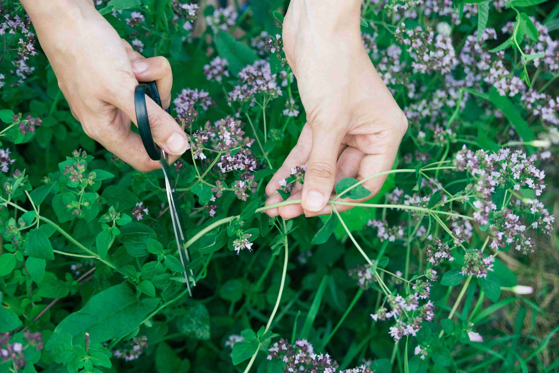 Oregano Herbs