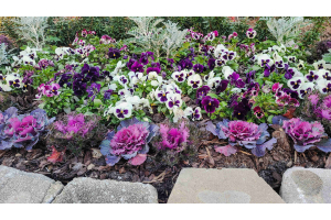 Creating Beautiful Borders In Your Garden