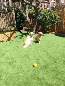 Dog Friendly Artificial Grass