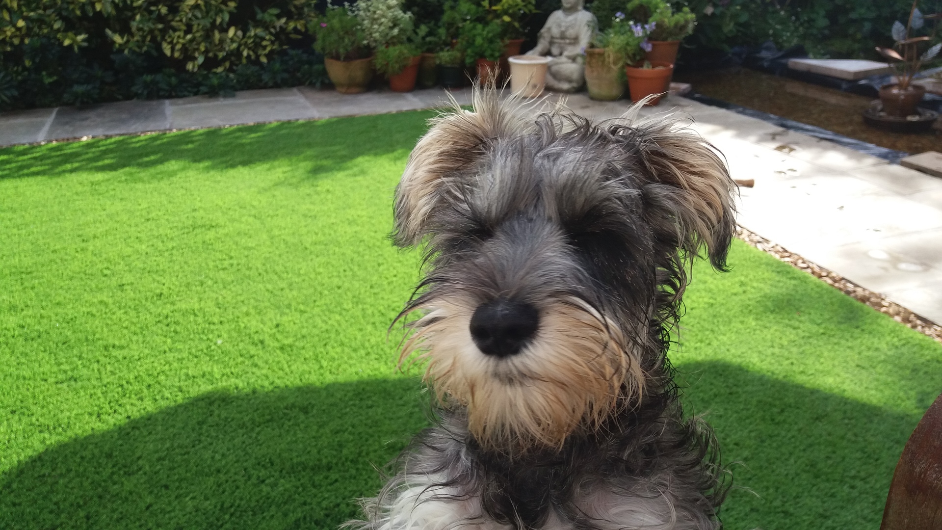 How to get rid of the smell of dog urine from Artificial Grass