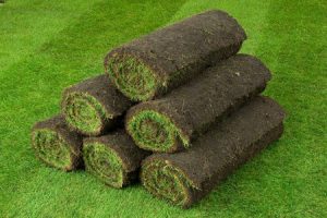 Natural Grass Vs Artificial Grass