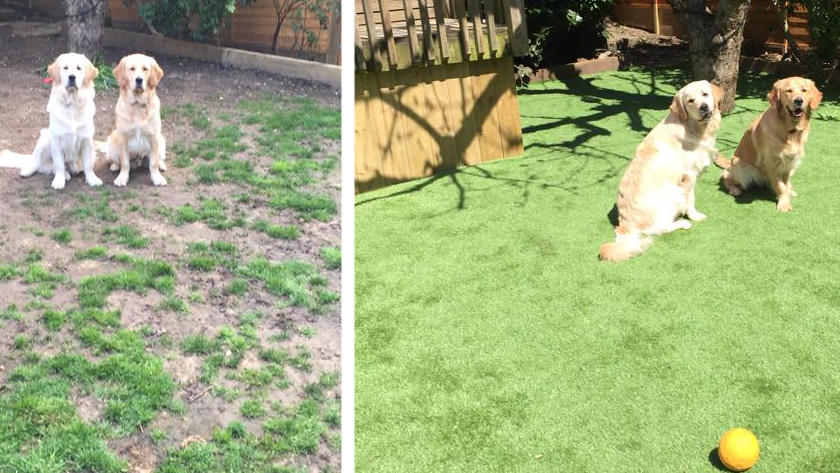 Natural Grass Vs Artificial Grass