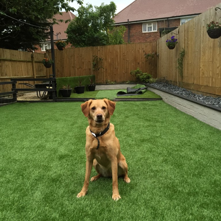 how do you use fake grass on dogs