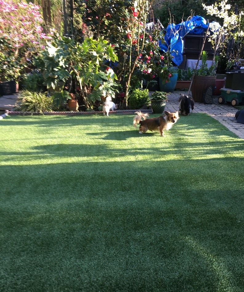 How to get rid of the smell of dog urine from Artificial Grass