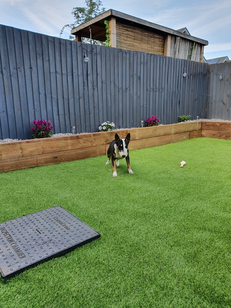 Dog Playing on Artificial Grass
