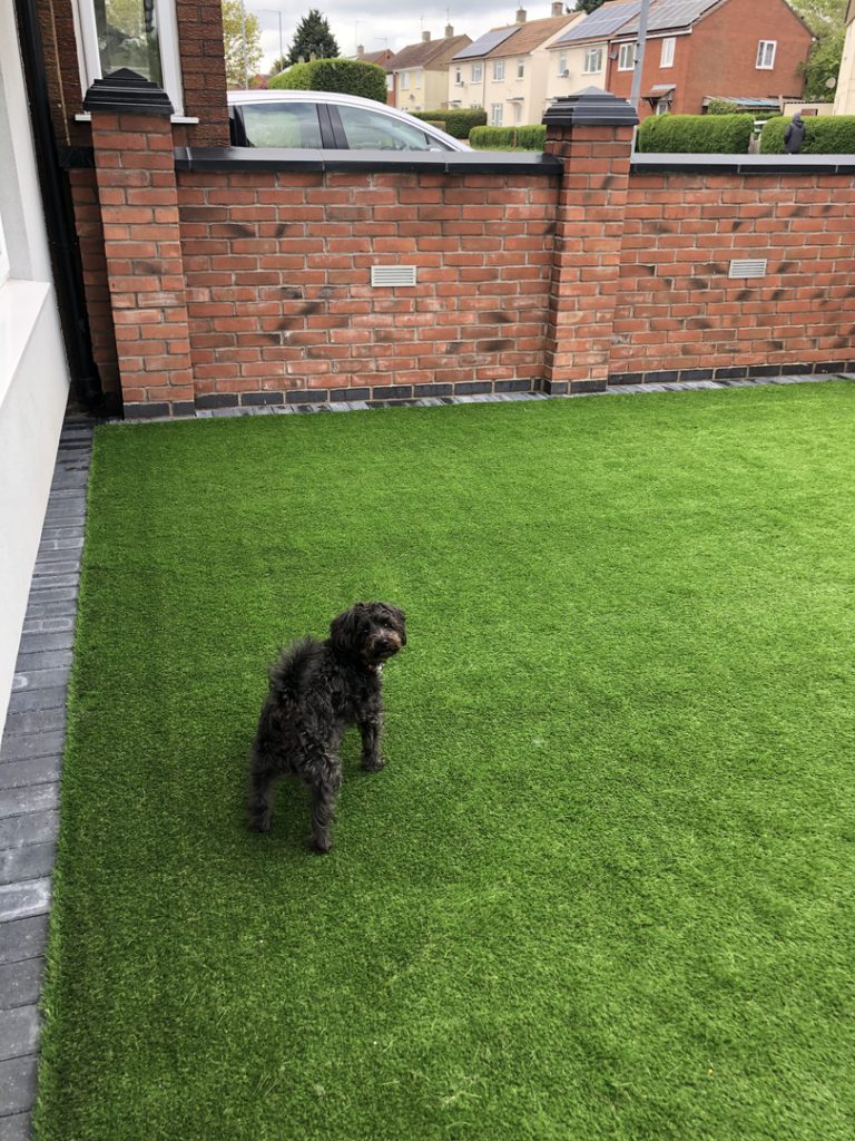 Dog enjoying artificial grass