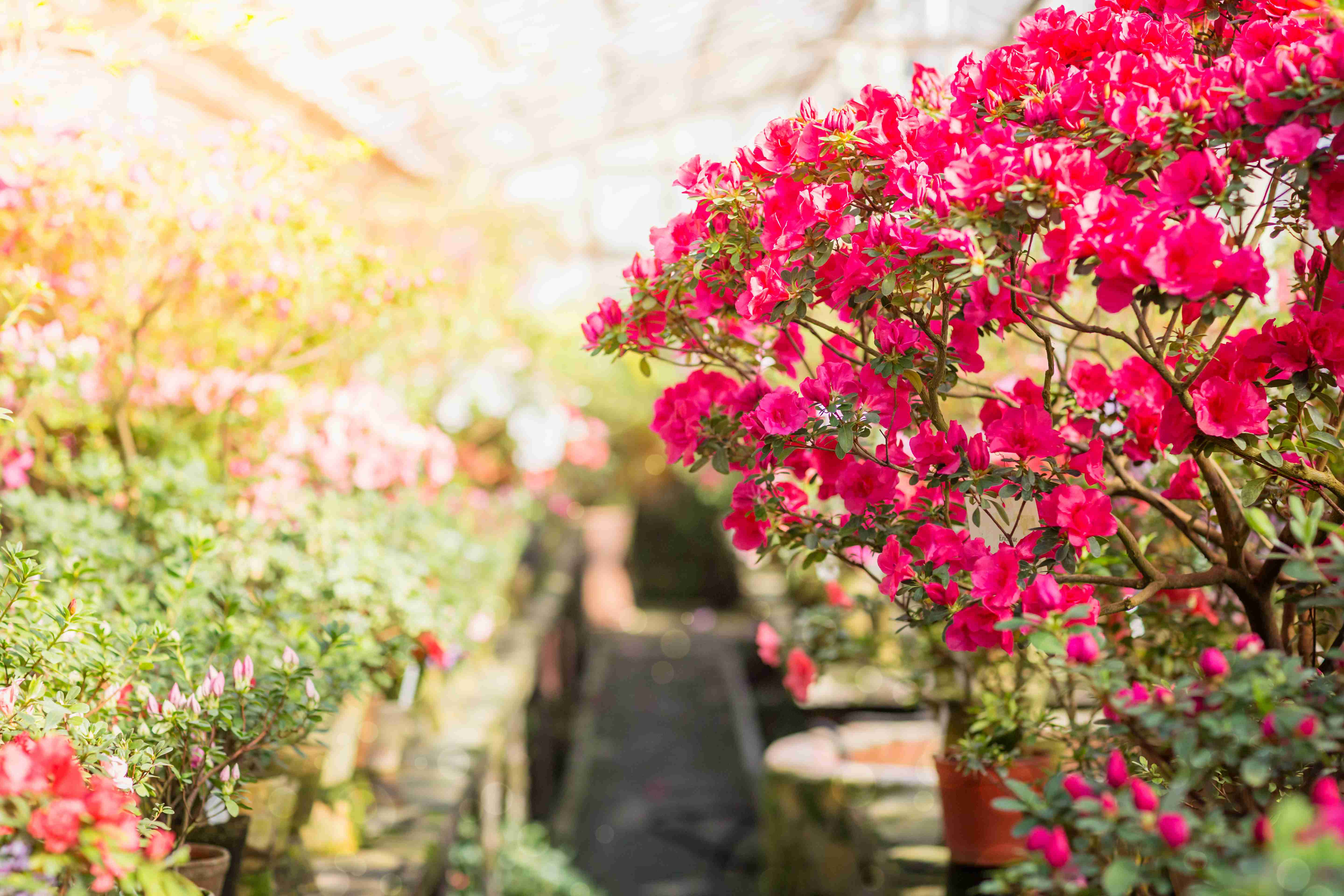 Choosing Shrubs and Flowers For Your Garden