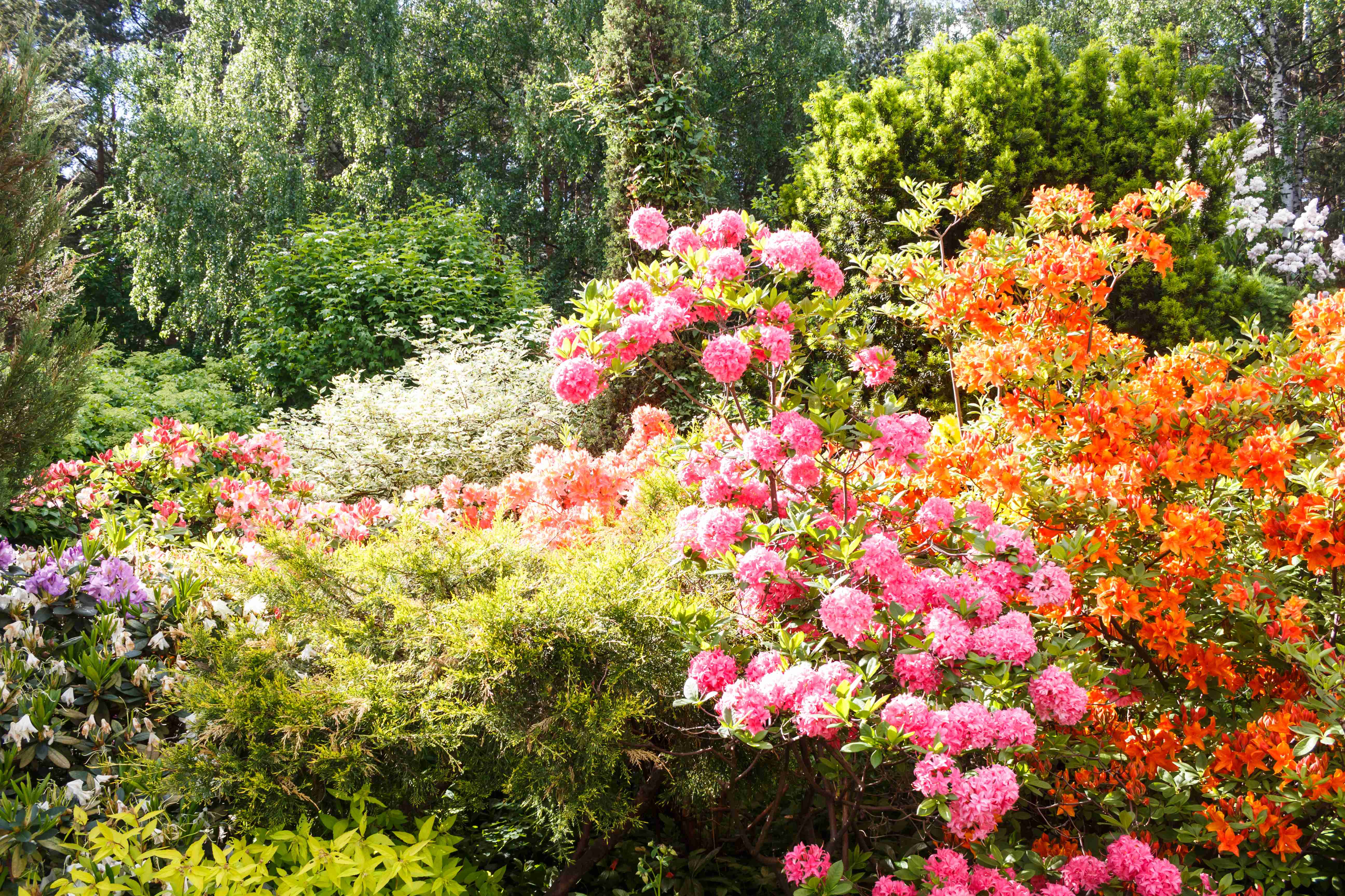 Best Evergreen Shrubs