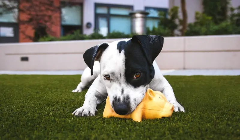 Dog playing on artificial grass