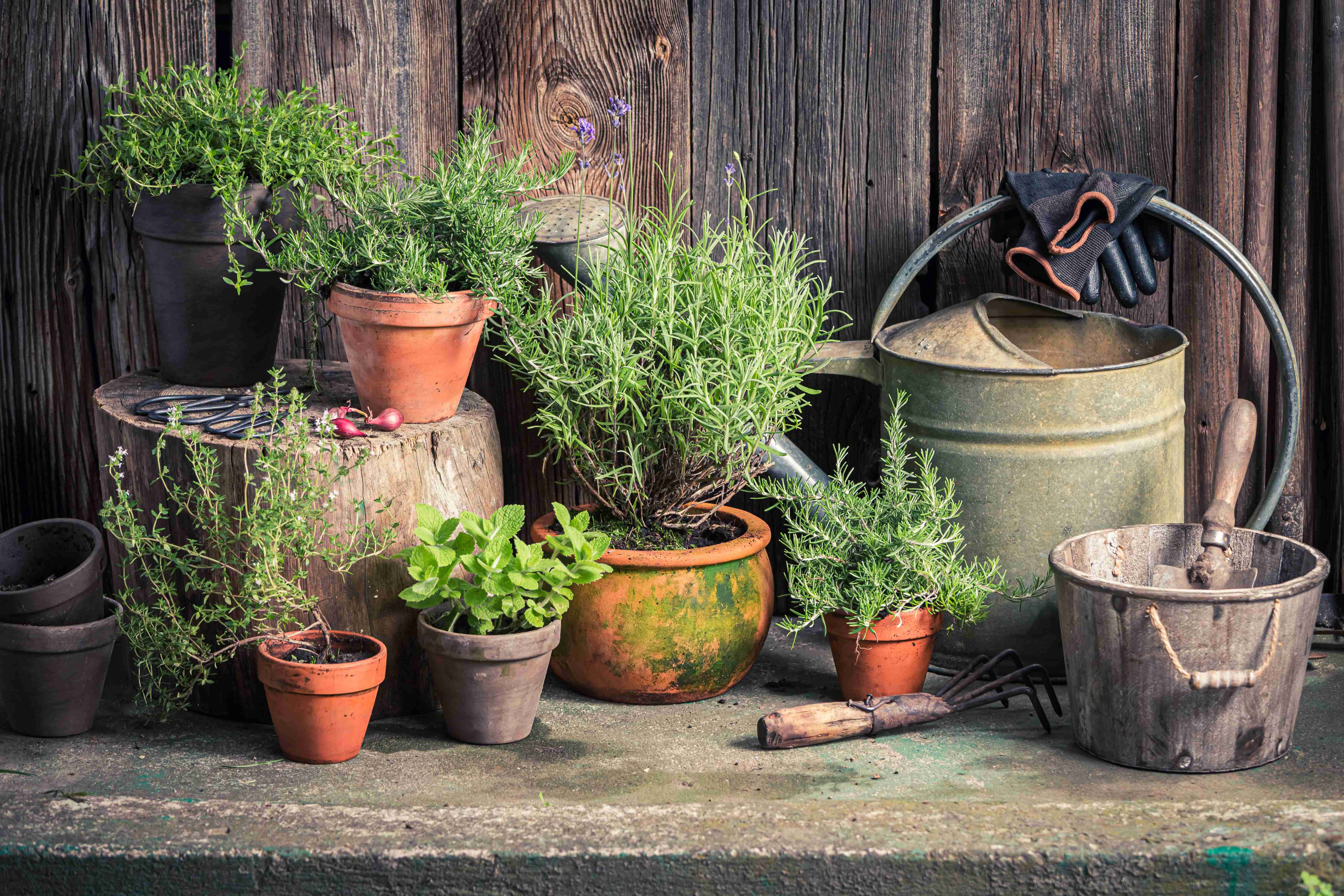 Top 10 Herbs To Grow In Your Garden 