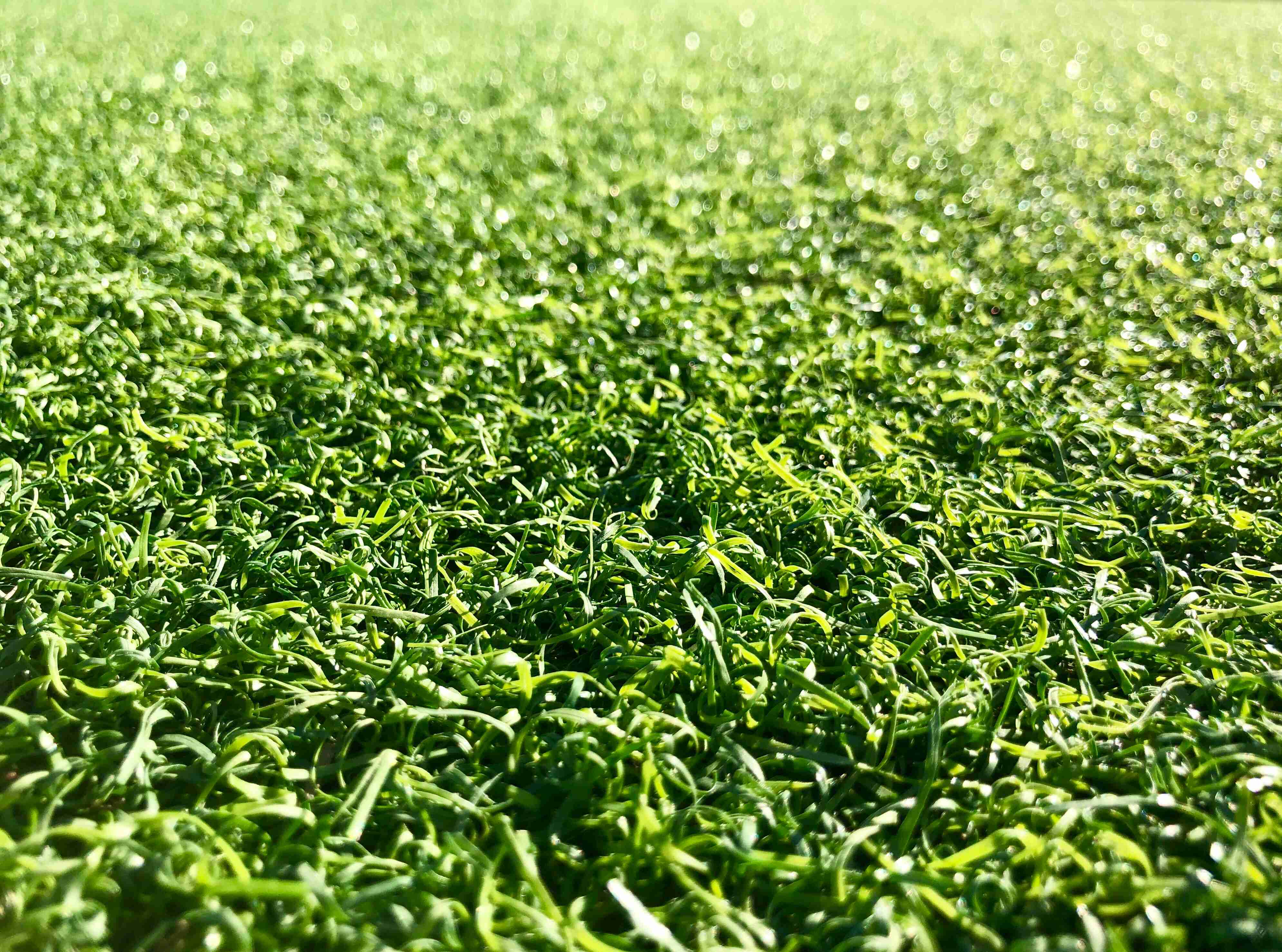 Guide To Artificial Grass Infill