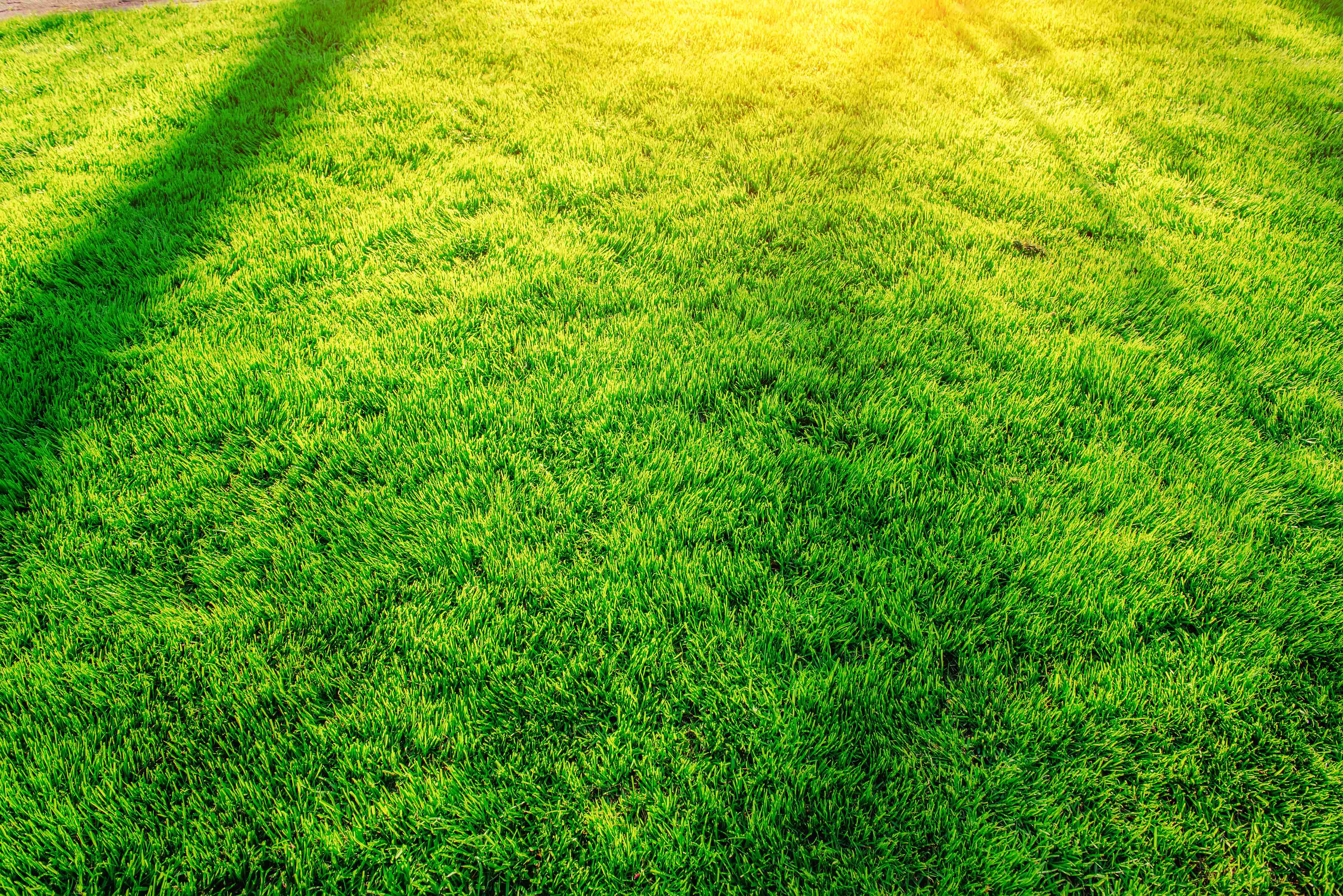 Our Top 10 Low Cost Artificial Grasses
