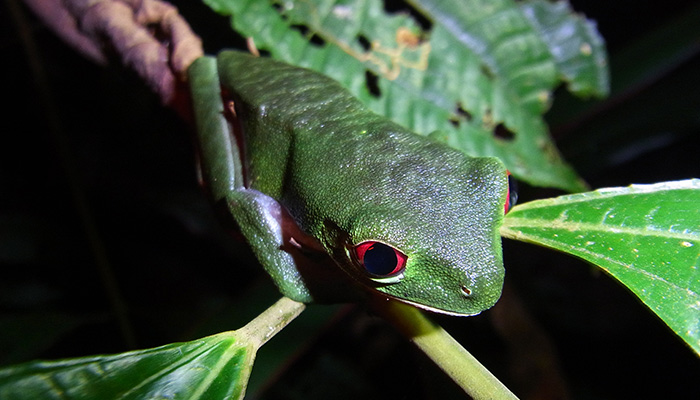 Rainforest Trust Frog