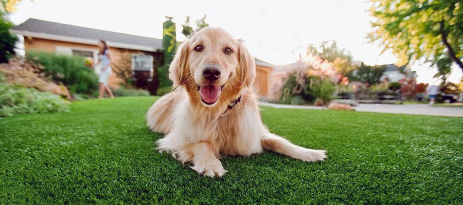 Hollywood Artificial Grass - Descriptive Large 1