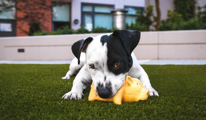 Pet Friendly Artificial Grass